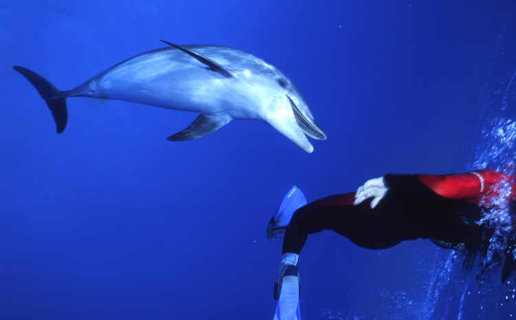 DIVING;UNDERWATER;cayman island;dolphins;F890_FACTOR_11B-2 3